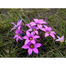 romulea rosea (l.) eckl.