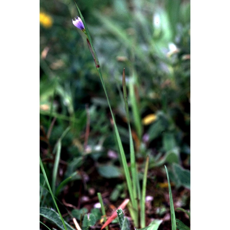 sisyrinchium montanum greene