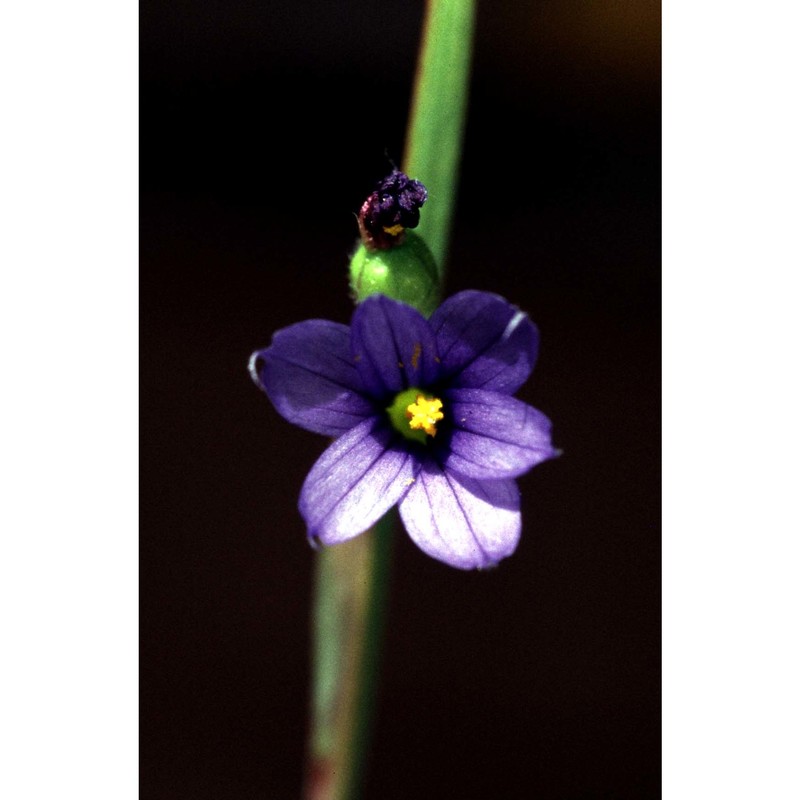 sisyrinchium montanum greene