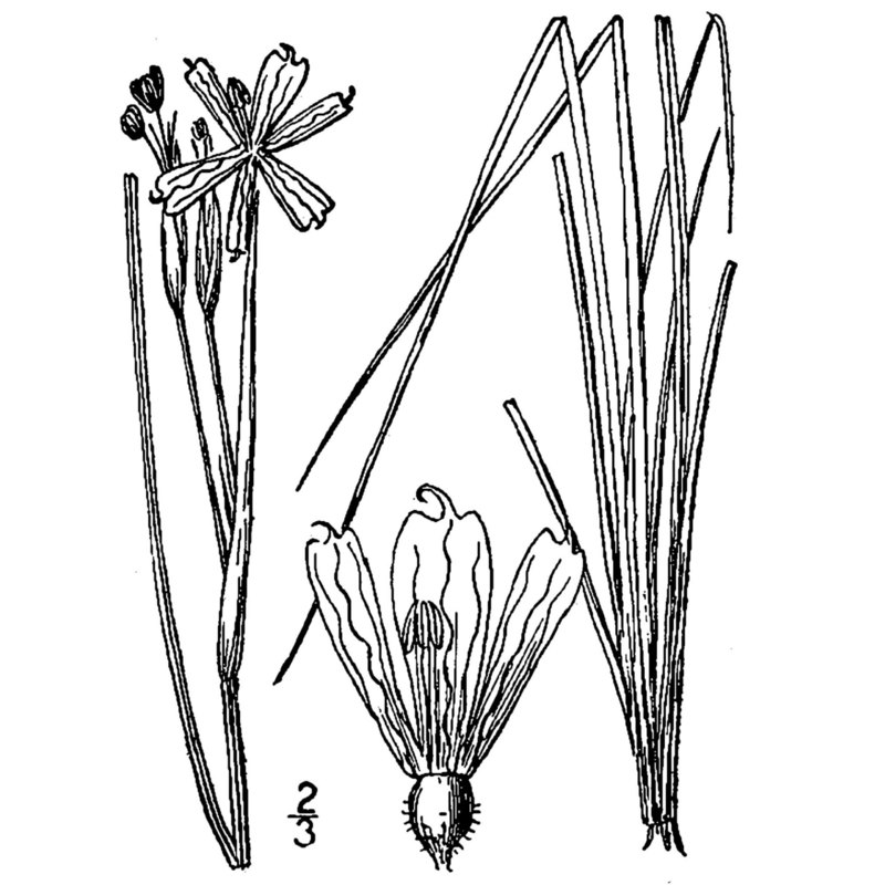 sisyrinchium montanum greene