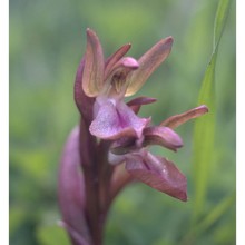 anacamptis collina (banks et sol. ex russell) r. m. bateman, pridgeon et m. w. chase