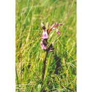 anacamptis collina (banks et sol. ex russell) r. m. bateman, pridgeon et m. w. chase