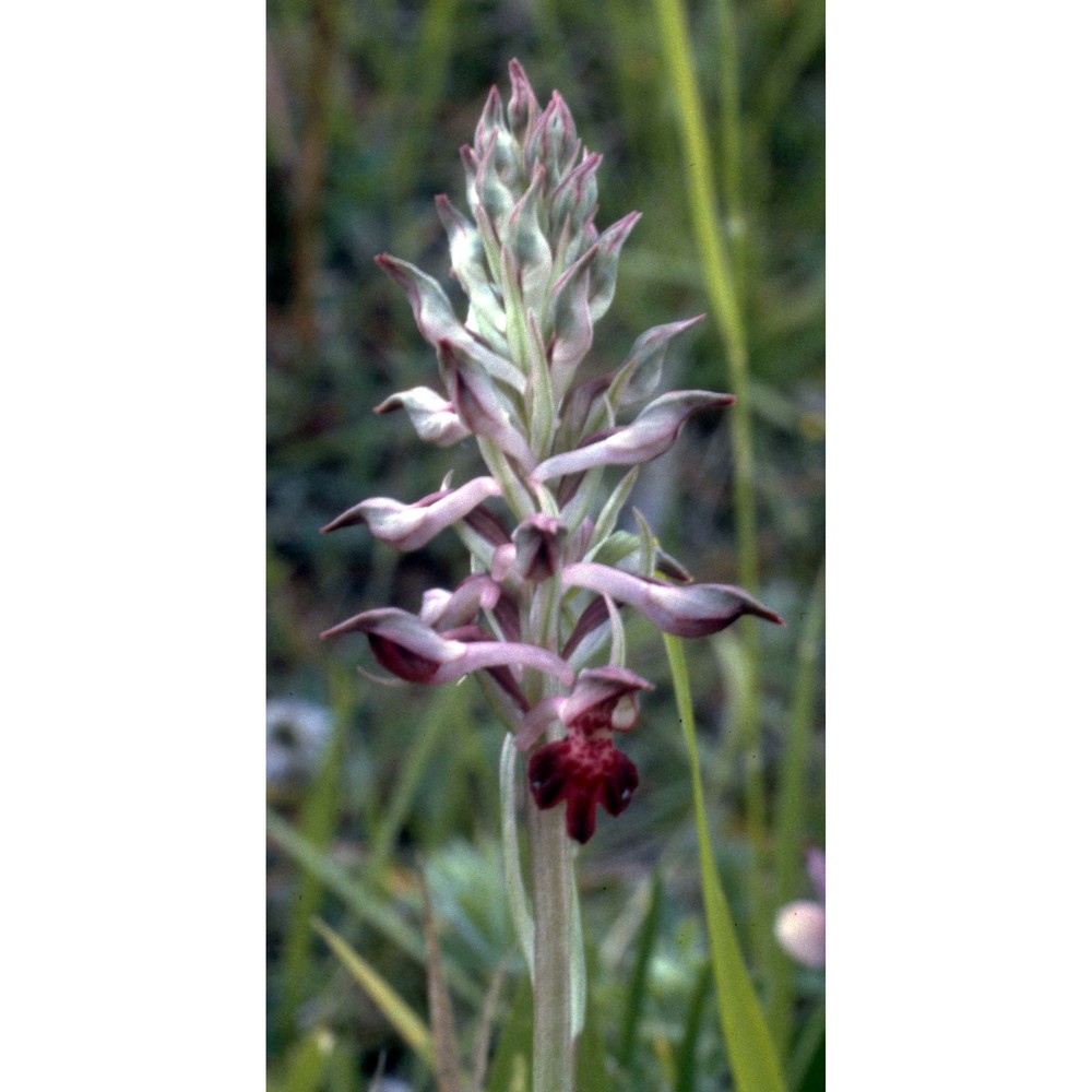 anacamptis coriophora (l.) r. m. bateman, pridgeon et m. w. chase