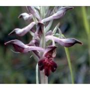 anacamptis coriophora (l.) r. m. bateman, pridgeon et m. w. chase