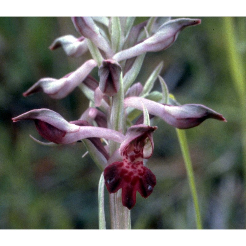 anacamptis coriophora (l.) r. m. bateman, pridgeon et m. w. chase