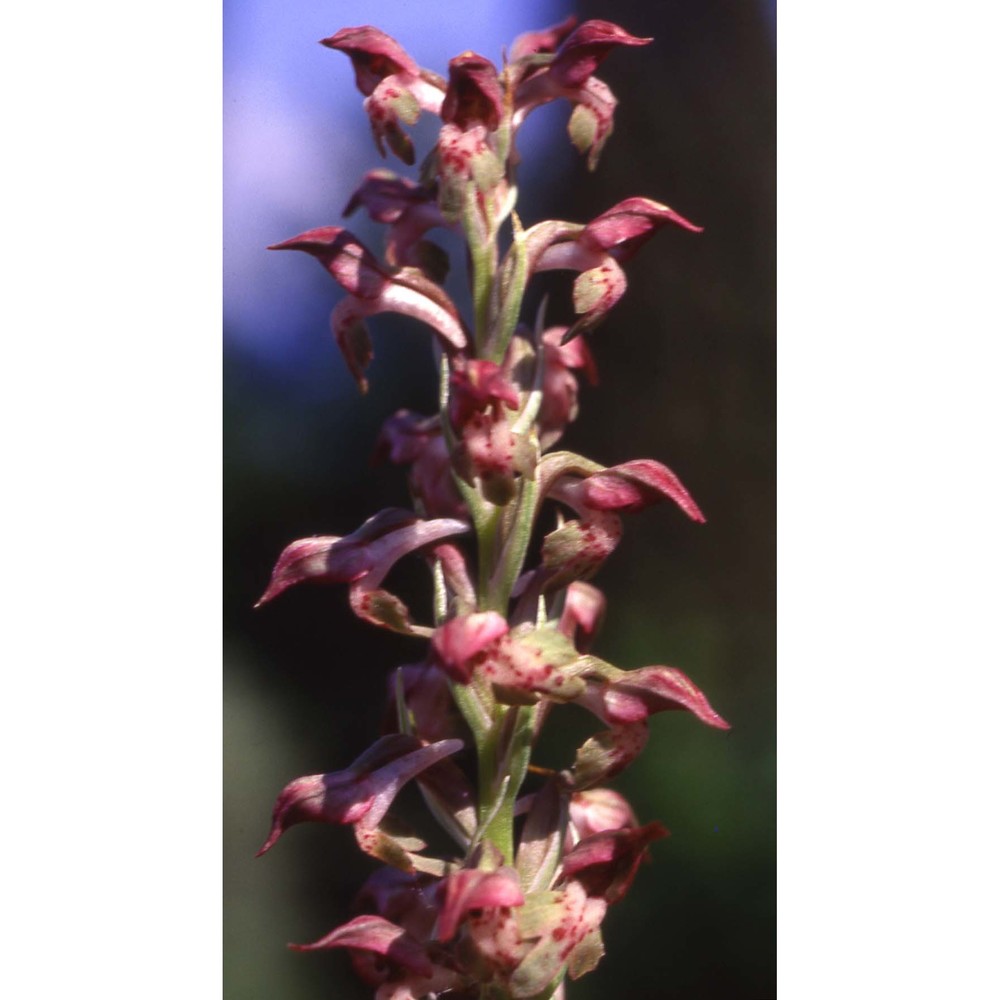 anacamptis coriophora (l.) r. m. bateman, pridgeon et m. w. chase