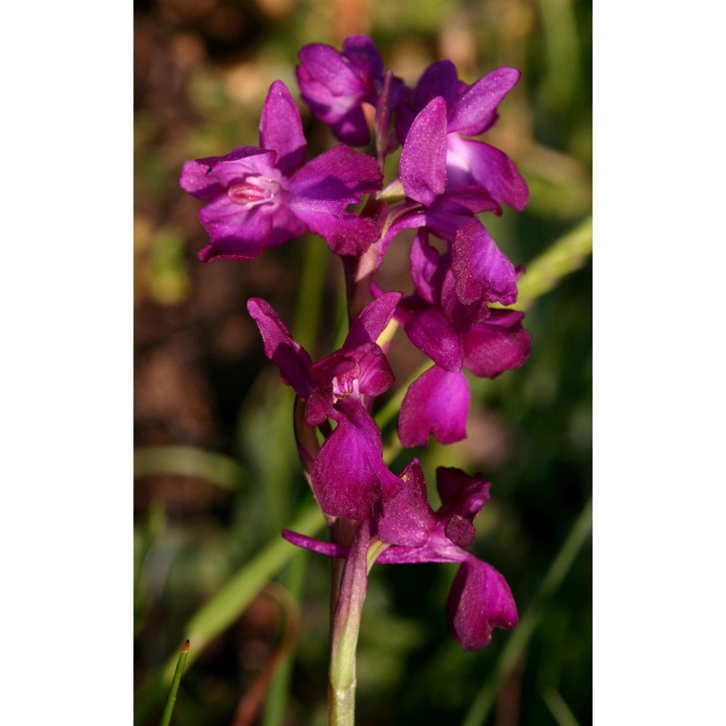 anacamptis laxiflora (lam.) r. m. bateman, pridgeon et m. w. chase