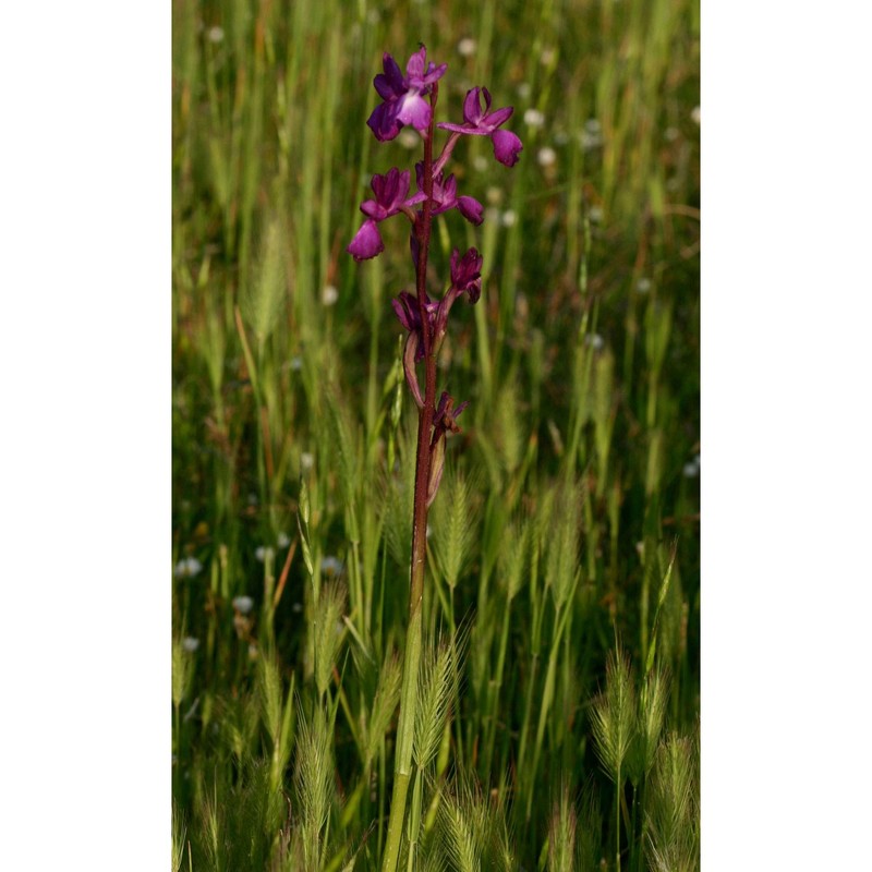 anacamptis laxiflora (lam.) r. m. bateman, pridgeon et m. w. chase