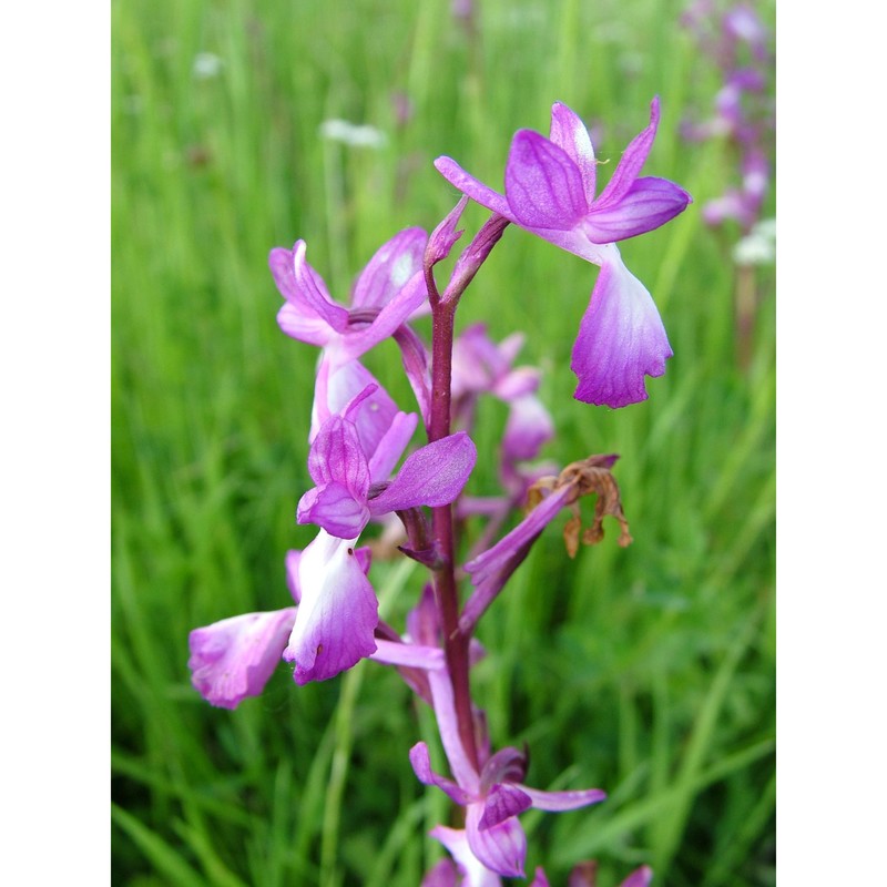 anacamptis laxiflora (lam.) r. m. bateman, pridgeon et m. w. chase