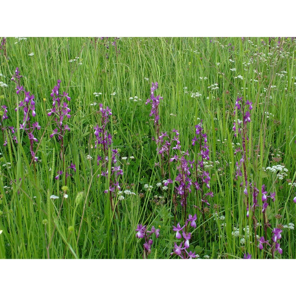 anacamptis laxiflora (lam.) r. m. bateman, pridgeon et m. w. chase