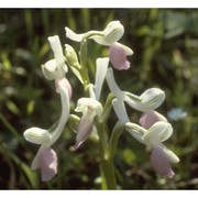 anacamptis longicornu (poir.) r. m. bateman, pridgeon et m. w. chase