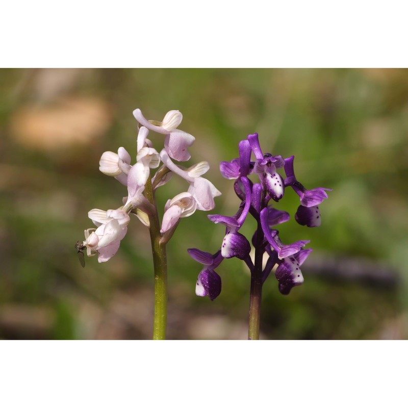 anacamptis longicornu (poir.) r. m. bateman, pridgeon et m. w. chase