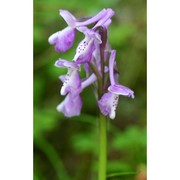 anacamptis longicornu (poir.) r. m. bateman, pridgeon et m. w. chase