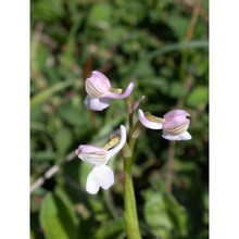 anacamptis morio (l.) r. m. bateman, pridgeon et m. w. chase