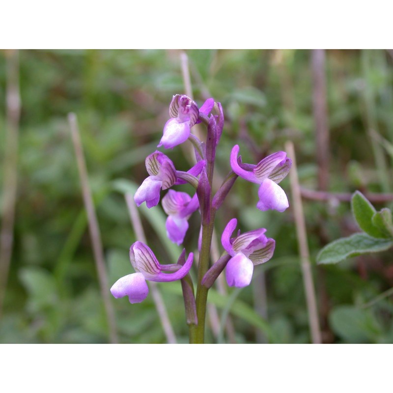 anacamptis morio (l.) r. m. bateman, pridgeon et m. w. chase