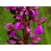 anacamptis morio (l.) r. m. bateman, pridgeon et m. w. chase