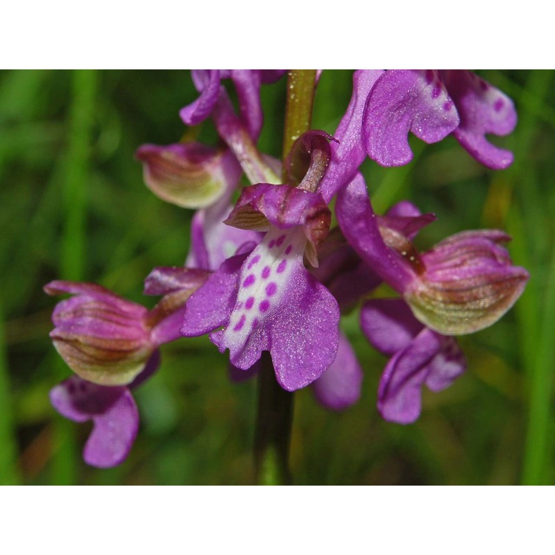 anacamptis morio (l.) r. m. bateman, pridgeon et m. w. chase