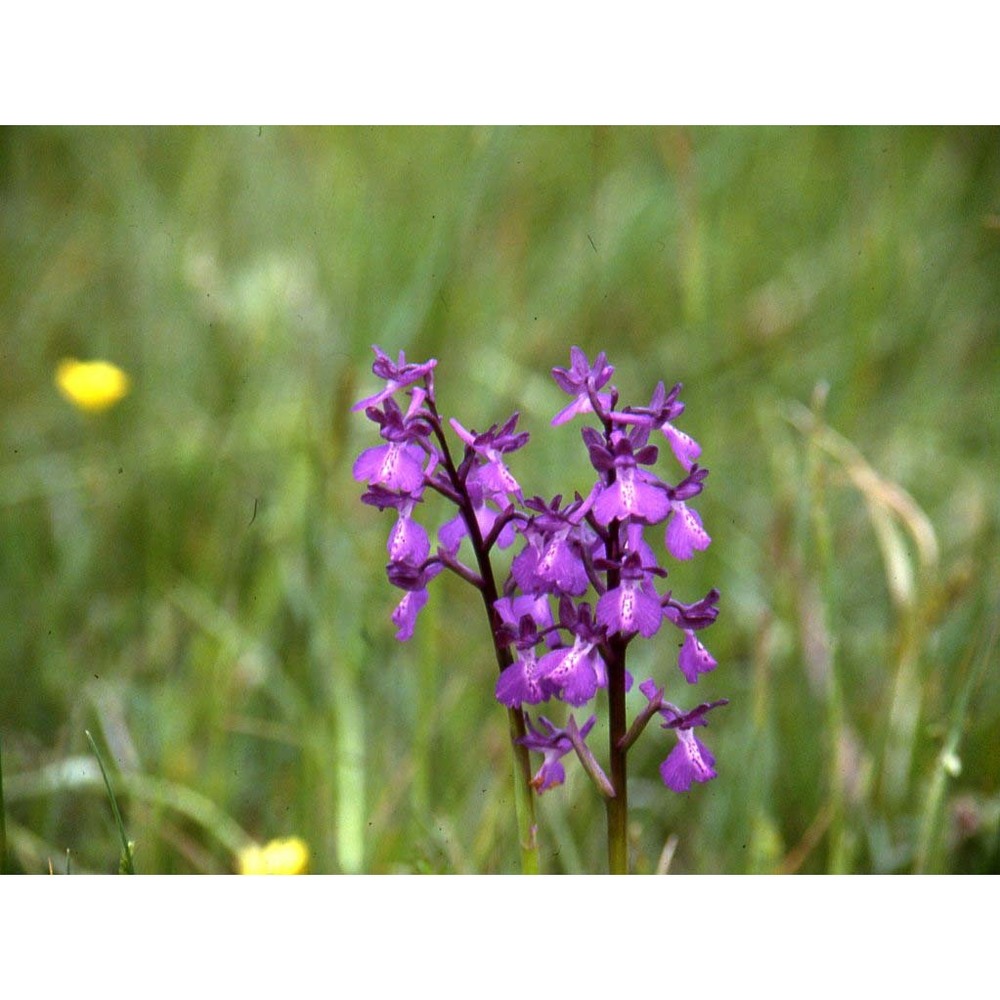 anacamptis palustris (jacq.) r. m. bateman, pridgeon et m. w. chase