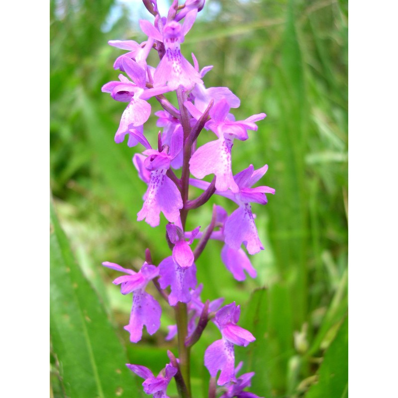 anacamptis palustris (jacq.) r. m. bateman, pridgeon et m. w. chase