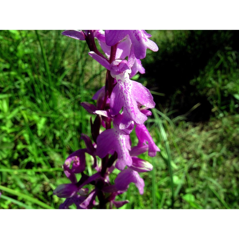 anacamptis palustris (jacq.) r. m. bateman, pridgeon et m. w. chase