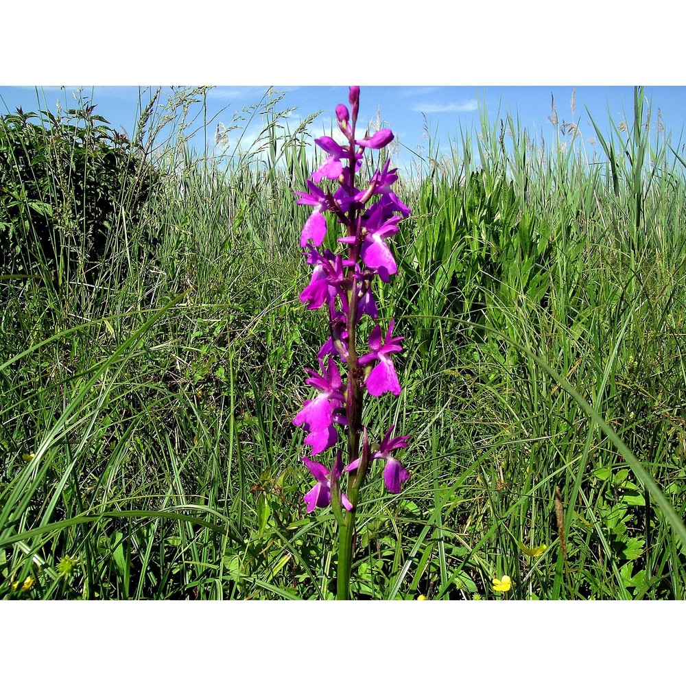 anacamptis palustris (jacq.) r. m. bateman, pridgeon et m. w. chase