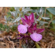 anacamptis papilionacea (l.) r. m. bateman, pridgeon et m. w. chase