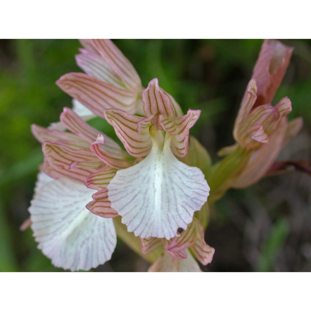 anacamptis papilionacea (l.) r. m. bateman, pridgeon et m. w. chase