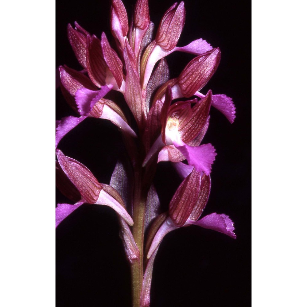 anacamptis papilionacea (l.) r. m. bateman, pridgeon et m. w. chase