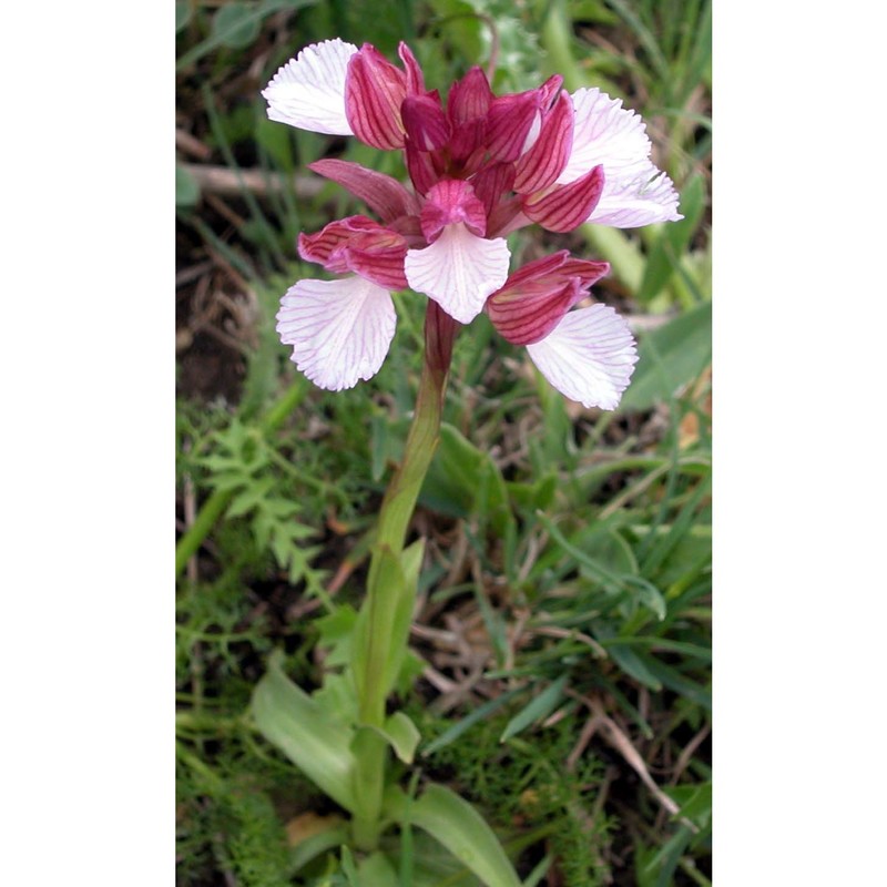 anacamptis papilionacea (l.) r. m. bateman, pridgeon et m. w. chase