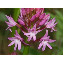 anacamptis pyramidalis (l.) rich.