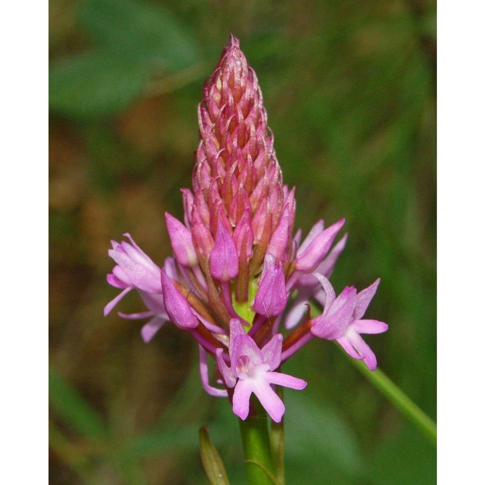 anacamptis pyramidalis (l.) rich.