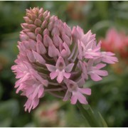 anacamptis pyramidalis (l.) rich.