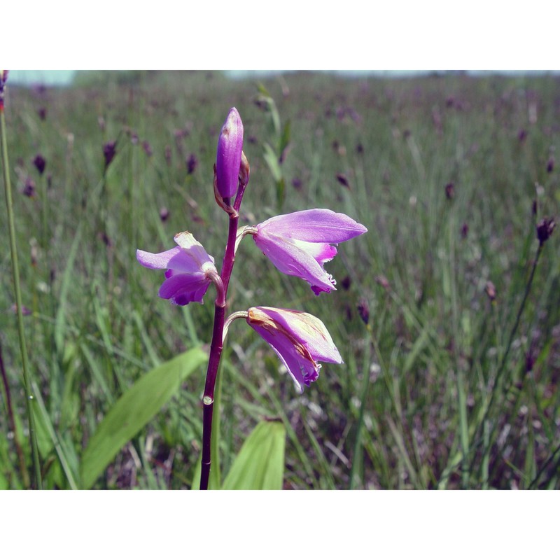 bletilla striata rchb. fil.