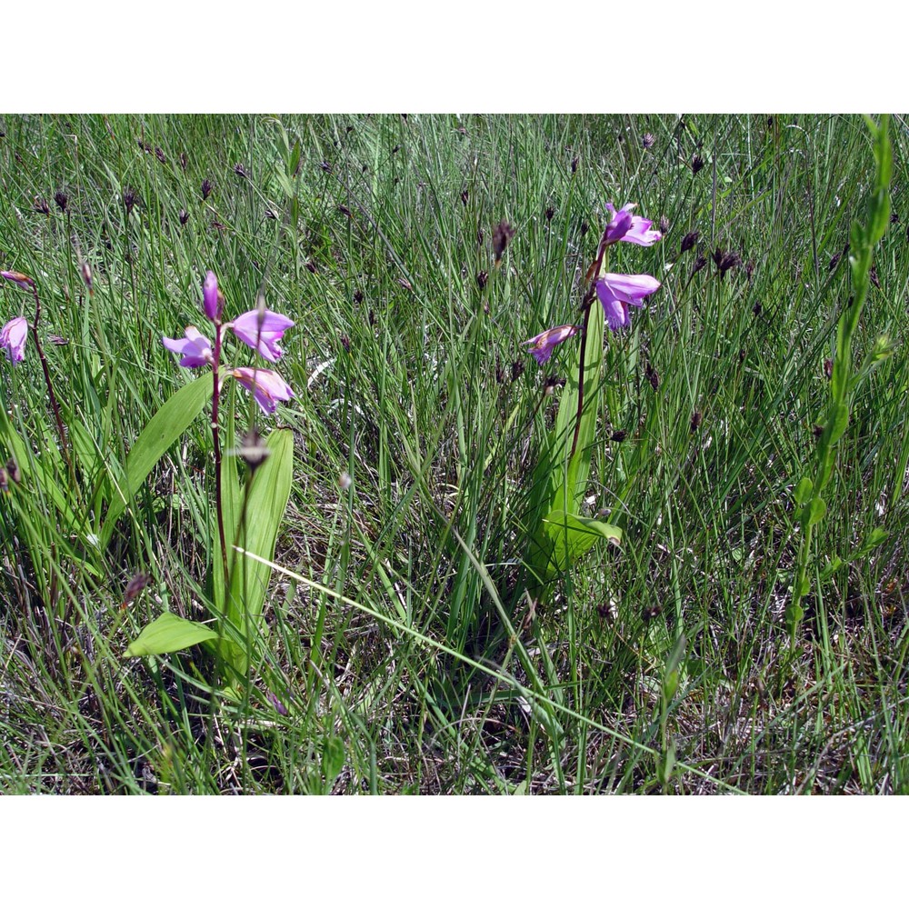 bletilla striata rchb. fil.