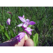 bletilla striata rchb. fil.