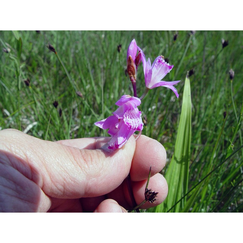 bletilla striata rchb. fil.