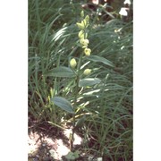 cephalanthera damasonium (mill.) druce