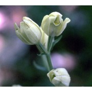 cephalanthera damasonium (mill.) druce