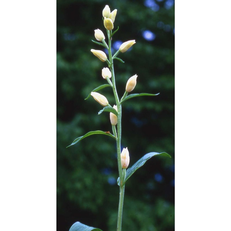 cephalanthera damasonium (mill.) druce