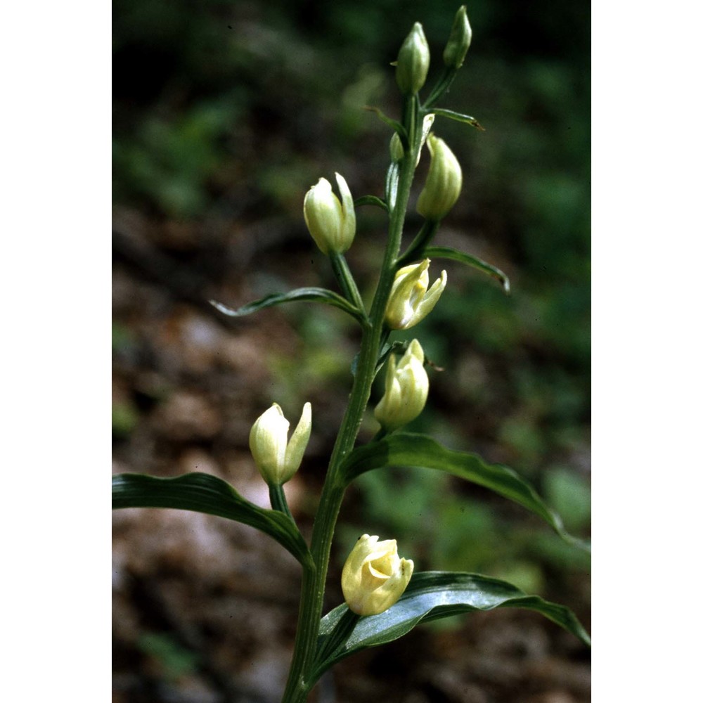 cephalanthera damasonium (mill.) druce