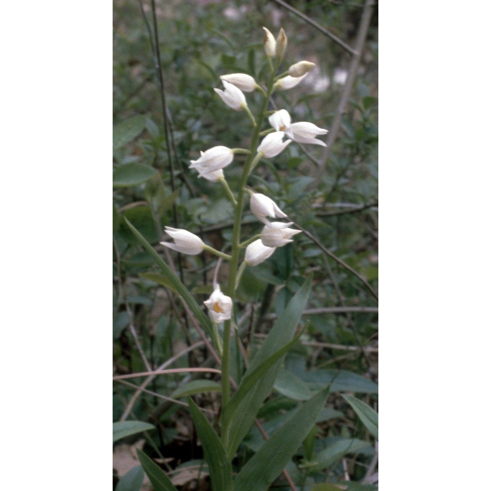 cephalanthera longifolia (l.) fritsch