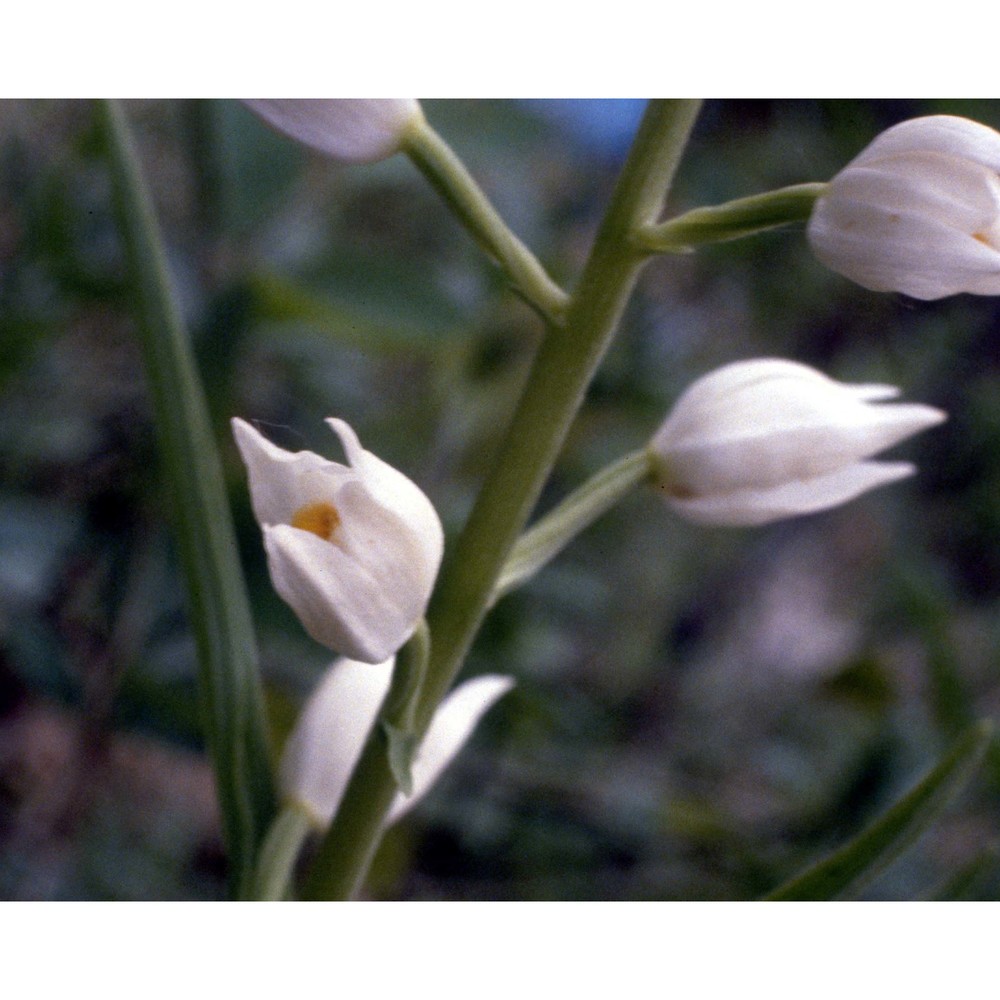 cephalanthera longifolia (l.) fritsch