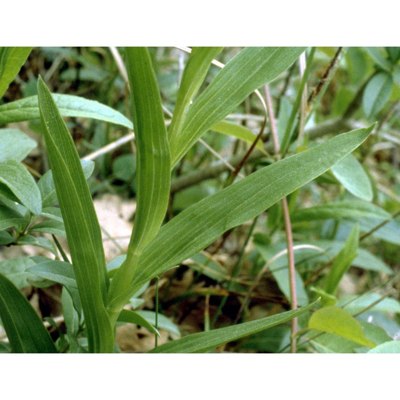 cephalanthera longifolia (l.) fritsch