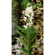 cephalanthera longifolia (l.) fritsch