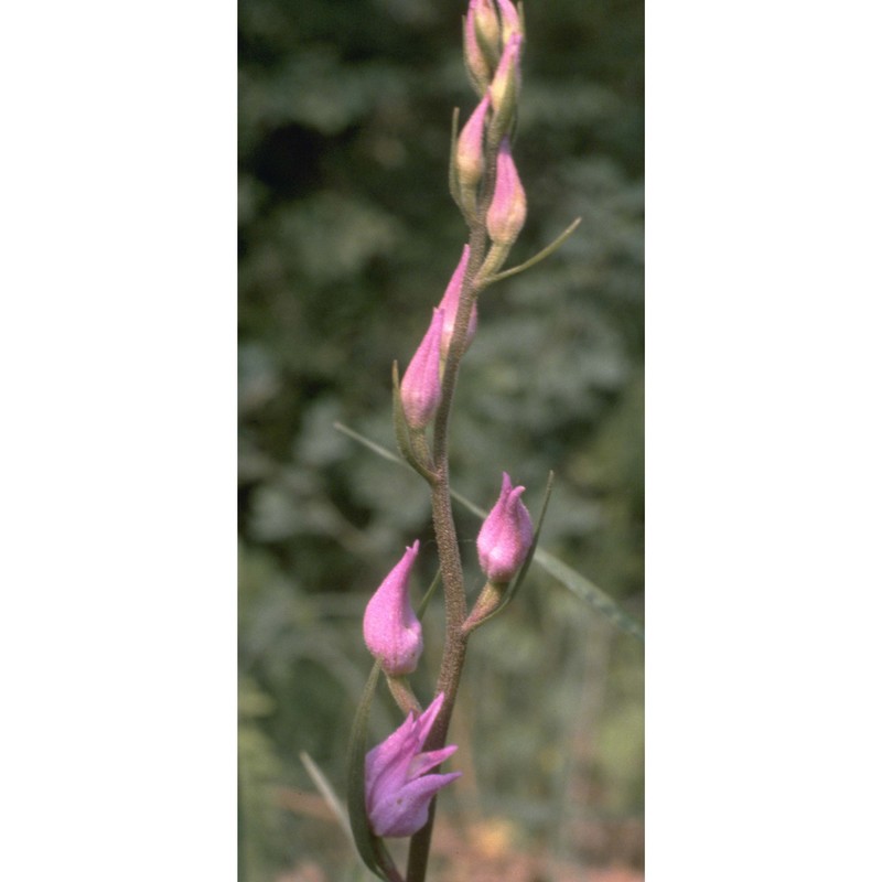 cephalanthera rubra (l.) rich.