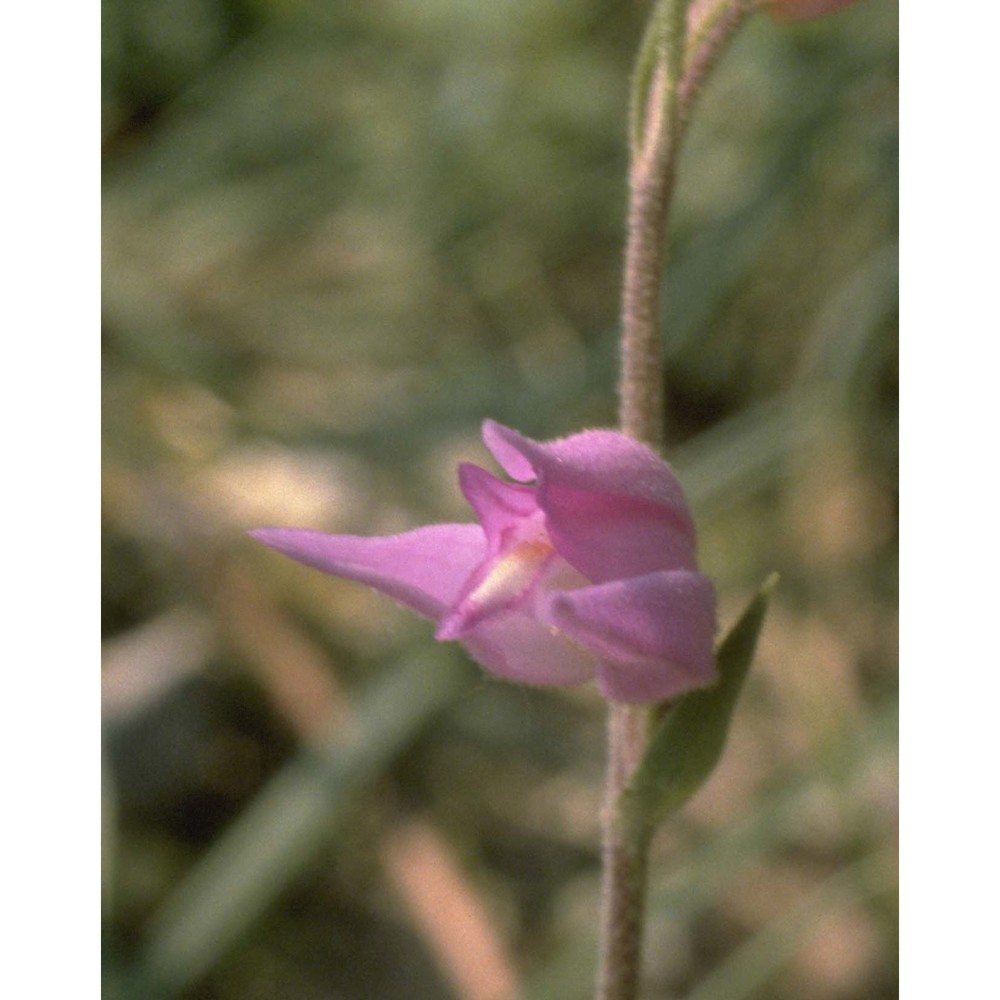 cephalanthera rubra (l.) rich.