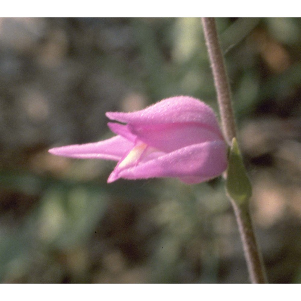 cephalanthera rubra (l.) rich.