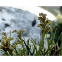 chamorchis alpina (l.) rich.