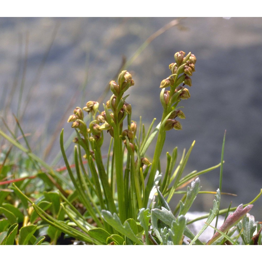 chamorchis alpina (l.) rich.