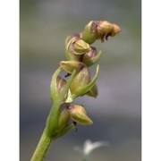 chamorchis alpina (l.) rich.